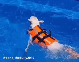 Double Support Dog Life Jacket